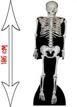 Figurine Géante Squelette accessoire