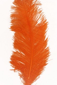 Plume Autruche En Orange accessoire
