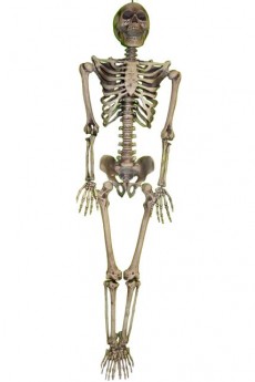 Squelette Réaliste Articule 160 Cm accessoire
