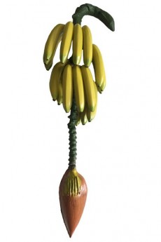 Régime De 18 Bananes Plastique accessoire