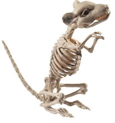 Décoration rat squelette Halloween accessoire